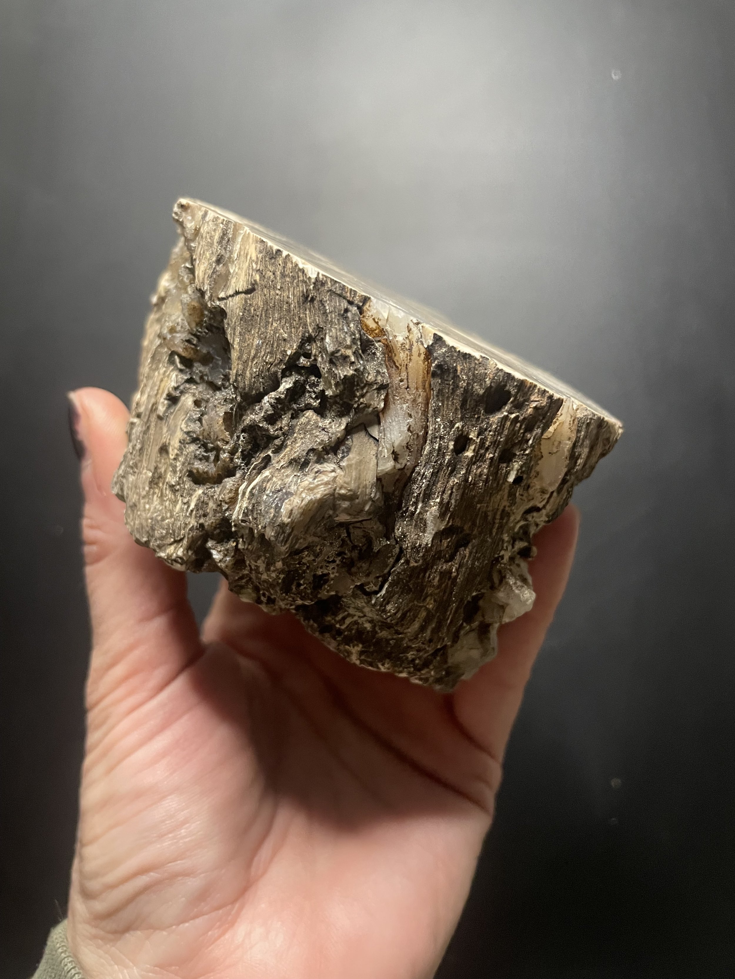 Blue Forest Petrified Wood - Botryoidal Agatized Wood